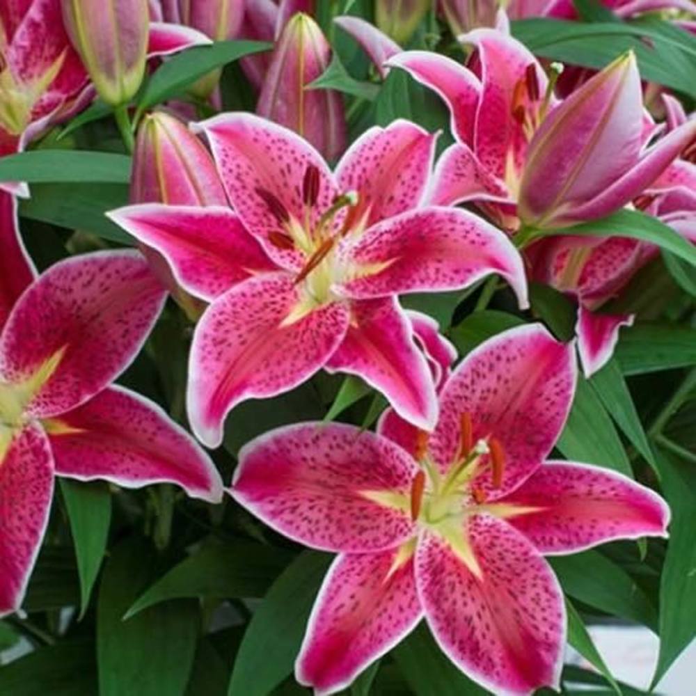 Meet your Posher, Nam